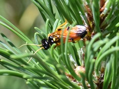 Acantholyda hieroglyphica