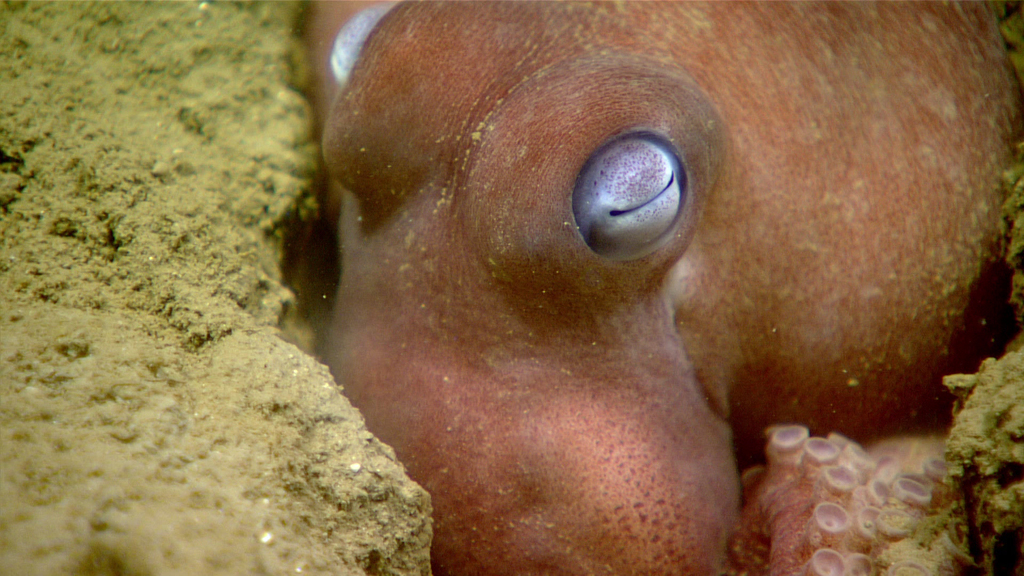 January Octopus