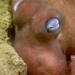 Muse Octopuses - Photo (c) NOAA Ocean Exploration & Research, some rights reserved (CC BY-SA)