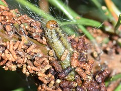 Acantholyda hieroglyphica