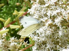 Pieris mannii
