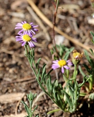 Erigeron breweri