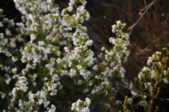 Erica capensis