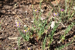 Erigeron breweri
