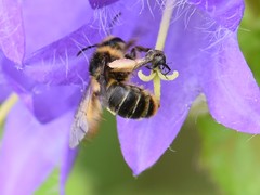 Melitta haemorrhoidalis