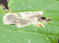 Sumitrosis rosea