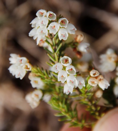 Image of Erica turbiniflora by (c) Tony Rebelo, some rights reserved (CC BY-SA)