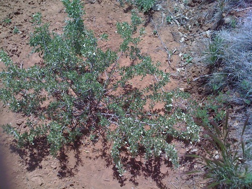 Lycium pallidum var. pallidum