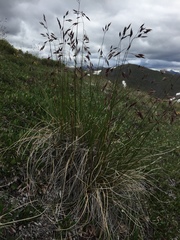 Festuca altaica