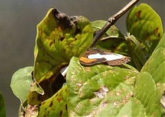 Adelpha thoasa