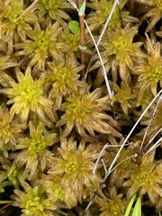 Sphagnum pulchrum