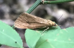 Virbia opella
