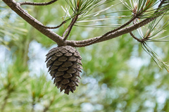 Pinus brutia pityusa