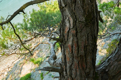 Pinus brutia pityusa