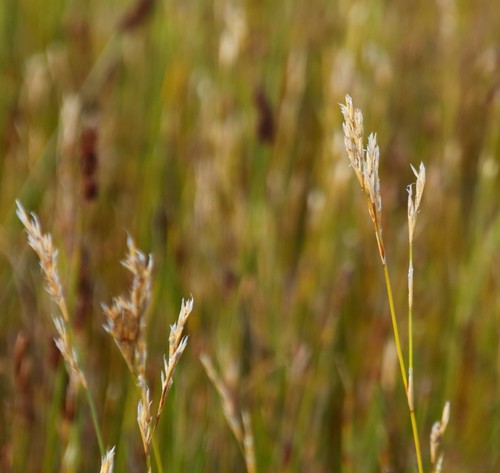 Image of Restio dodii by (c) Tony Rebelo, some rights reserved (CC BY-SA)