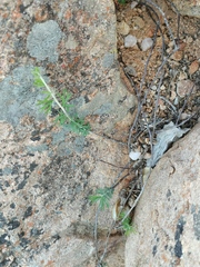 Pelargonium karooicum