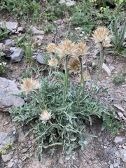 Psephellus caucasicus