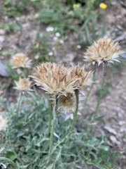 Psephellus caucasicus