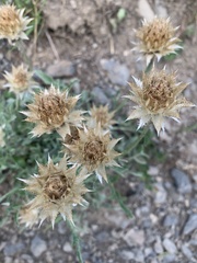 Psephellus caucasicus