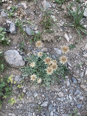 Psephellus caucasicus