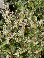 Psephellus caucasicus