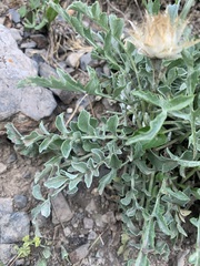 Psephellus caucasicus