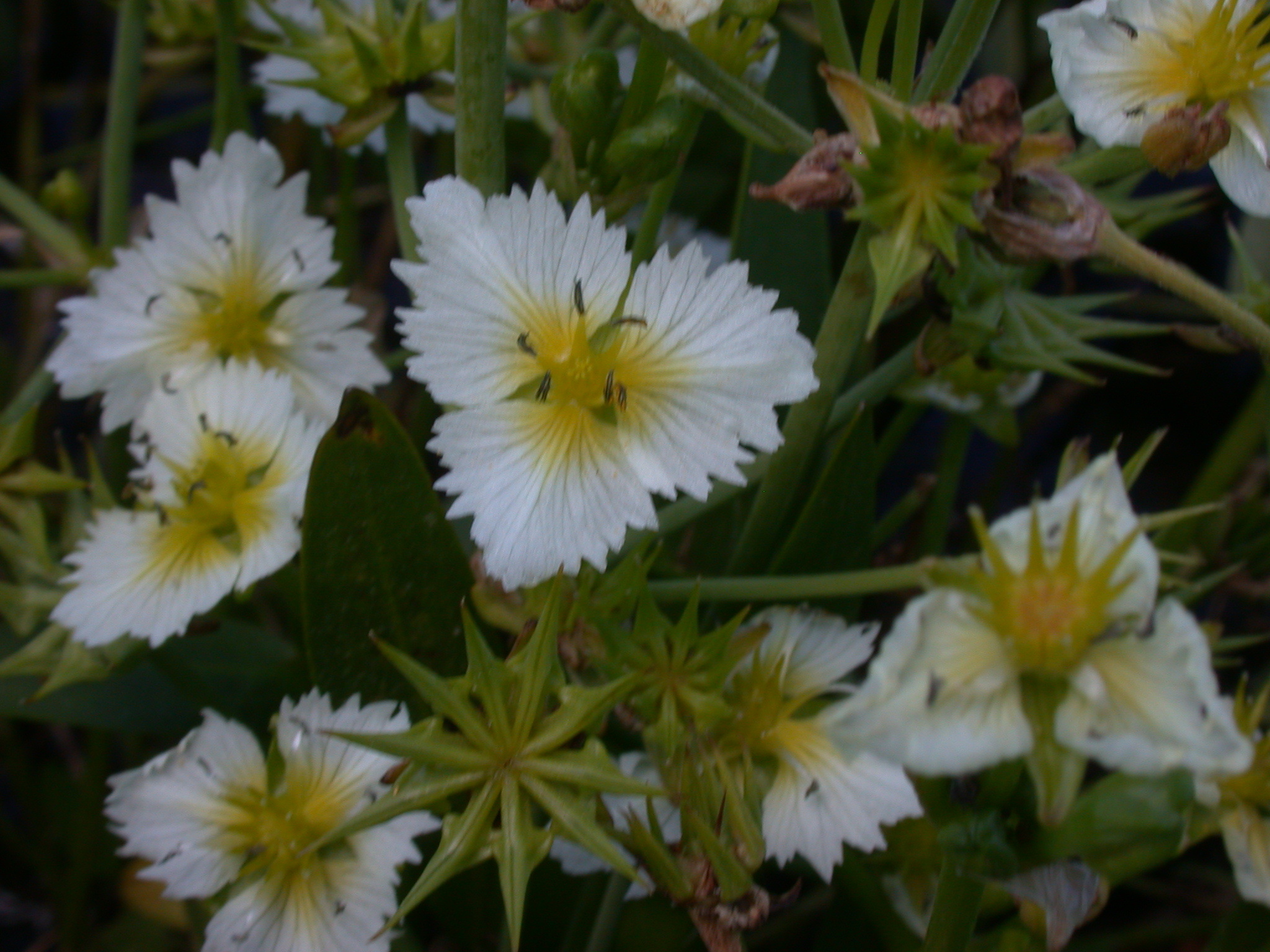 Damasonium
