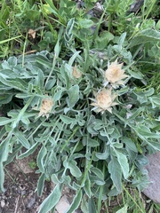 Psephellus caucasicus