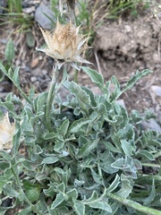 Psephellus caucasicus