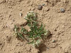 Asclepias involucrata