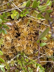 Sphagnum flavicomans