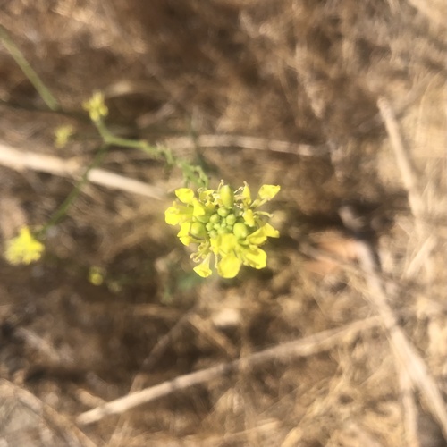 photo of Shortpod Mustard (Hirschfeldia incana)