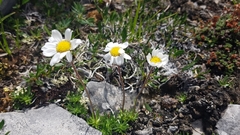Chrysanthemum integrifolium
