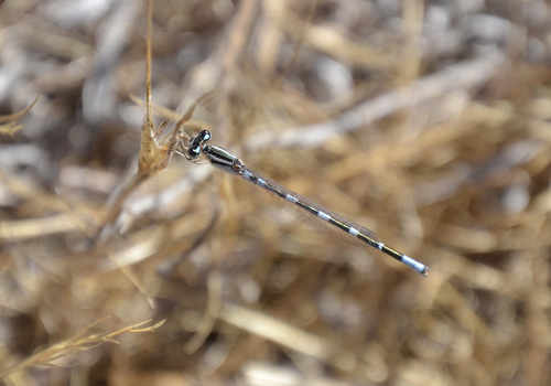 photo of Tule Bluet (Enallagma carunculatum)