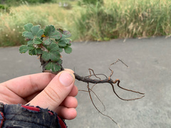 Fragaria chiloensis pacifica