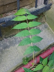 Ailanthus altissima