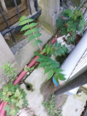 Ailanthus altissima