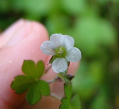 Geranium microphyllum