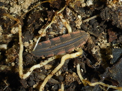 Platydesmus