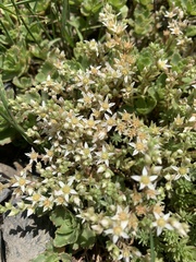 Sedum gracile