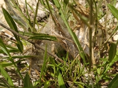 Euphydryas desfontainii