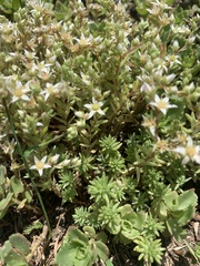Sedum gracile