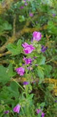 Malva sylvestris