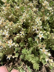 Sedum gracile