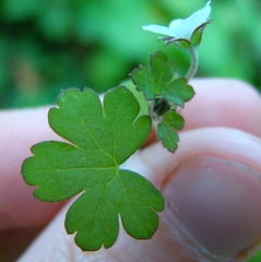 Geranium microphyllum