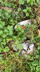 Potentilla indica