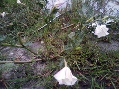 Datura ceratocaula