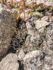 Arenaria leptoclados