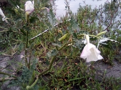 Datura ceratocaula