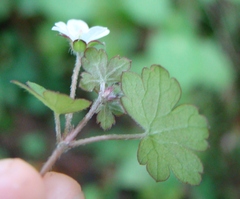 Geranium microphyllum